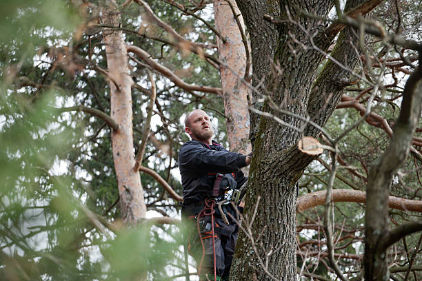 How Our Tree Care Process Works  in  Alameda, CA